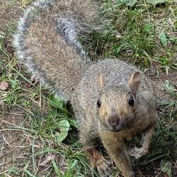 Neugieriger Besucher