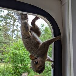 Tom Squirrel, Mission impossible