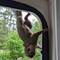 Tom Squirrel, Mission impossible