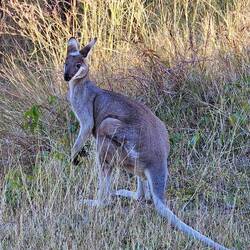 Rock Wallaby