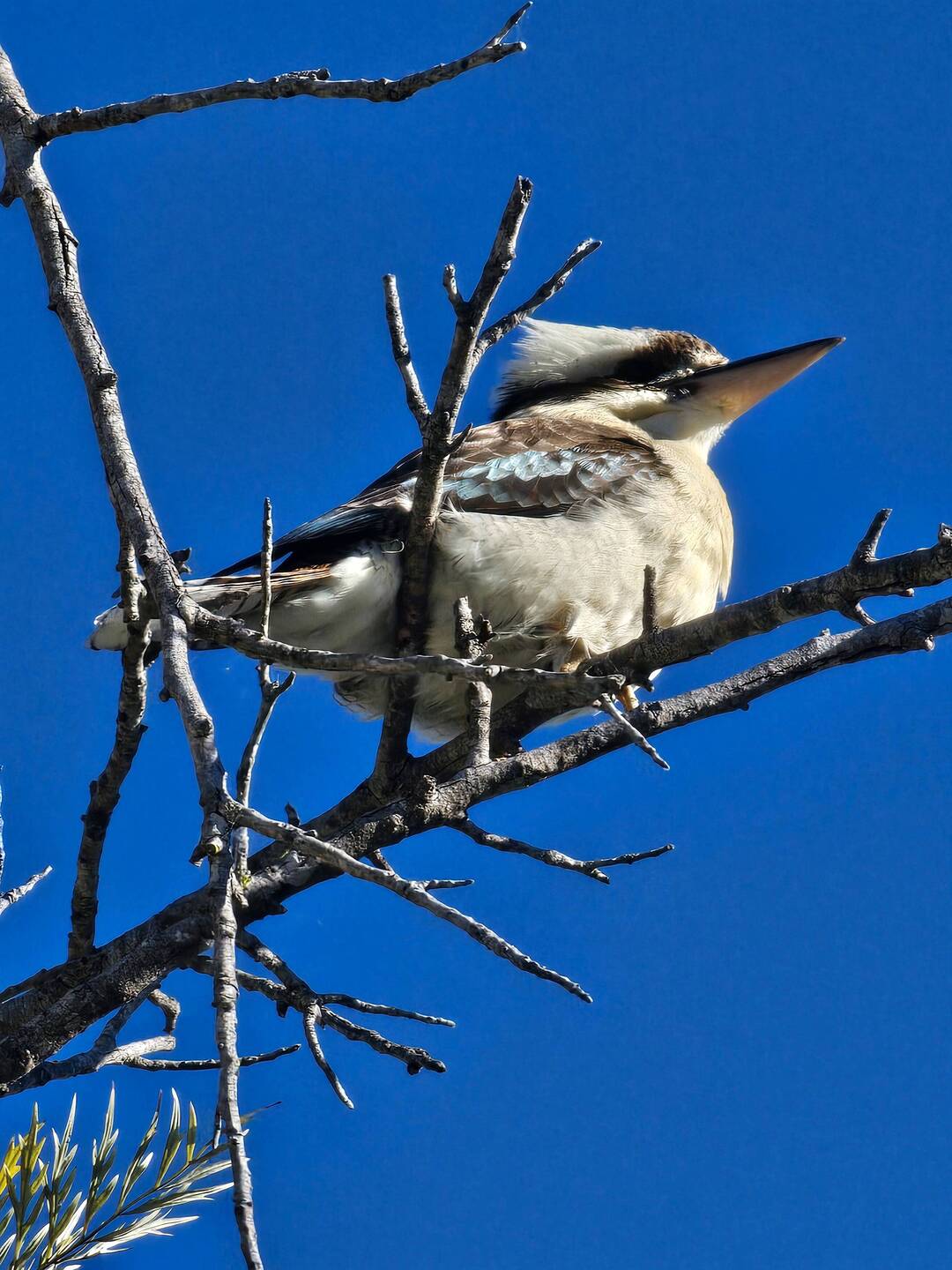 Kookaburra