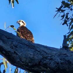 Sea Eagle