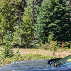 Evtl ein Grizzly am verstecken