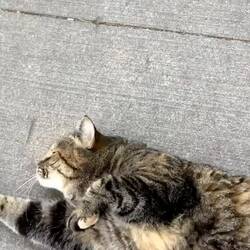 actually I just wanted to photograph the beautiful house… then this little guy came 🐈