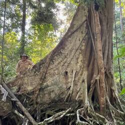 Geoff and a strangler fig root