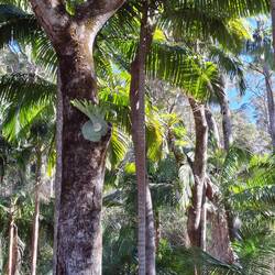 Regeneration 5 years after major bushfire 2019
