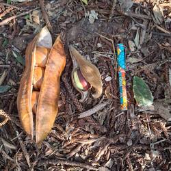 Black bean and native wisteria seed pods - pen for size!