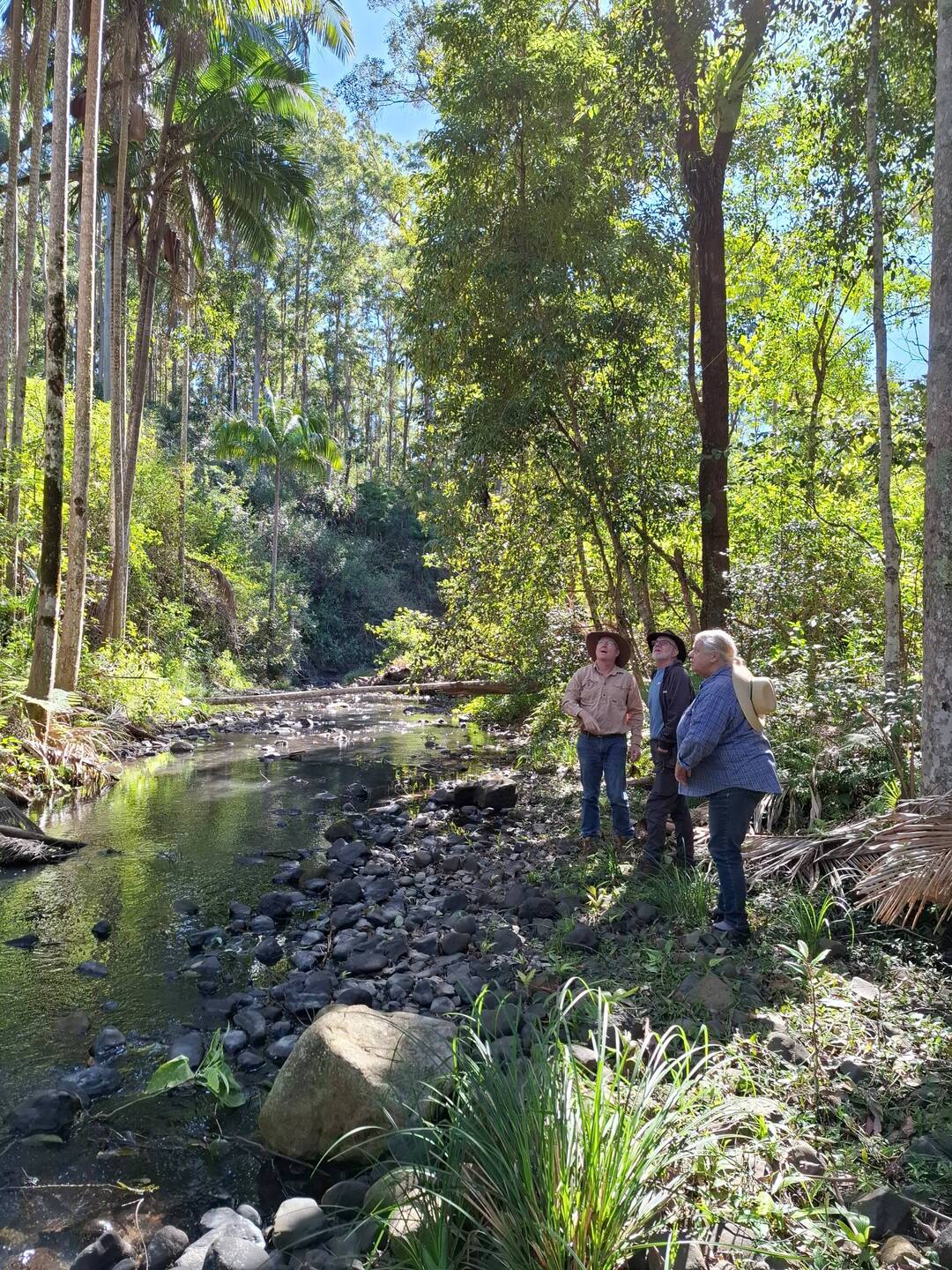 Palm Grove on Burnett Creek, on The Gorge (farm)