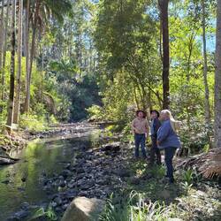 Palm Grove on Burnett Creek, on The Gorge (farm)