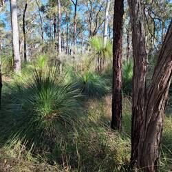 Grass trees