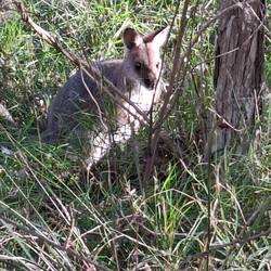 Rock wallaby with baby on board