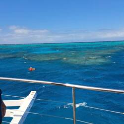 Das Reef live und in bunter Farbe
