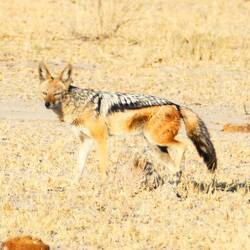 A black-backed jackal that wasn't trying to steal our dinner