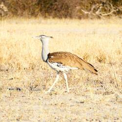 Kori Bustard