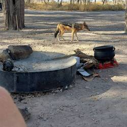 A visit from an overly-tame Jackal