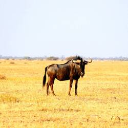 A lone Wildebeest