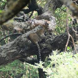 Unser erster Leopard!