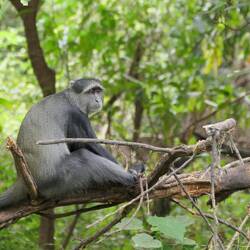 Warum sehen alle Affen hier so traurig aus? <3