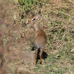 Schüchternes Dikdik