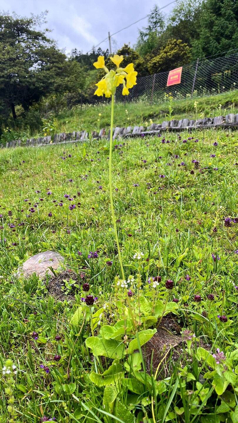 Riesen Gänseblümchen, 1/2m sind drin
