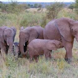 Säugende Elefantenmutter