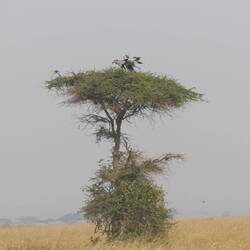 Das Nest eines Sekretär-Paares