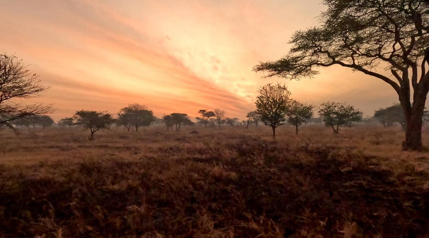 Sonnenaufgang über der verbrannten Serengeti