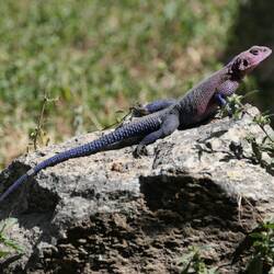 Vielleicht eine Siedleragame?