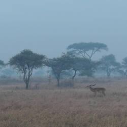 Ein Impala in den Rauchschwaden der Serengeti