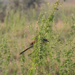 Laura und Adam, wisst ihr, was das sein könnte?