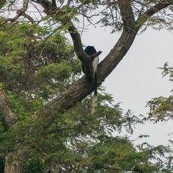 Schwarz-weißer Stummelaffe