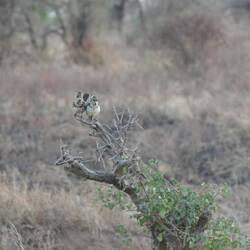 Aufgeplusterte Ohrfleck-Bartvögel