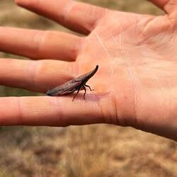 Eine Spitzkopfzikade?