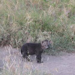 Baby-Hyäne (kein Bär, versprochen)