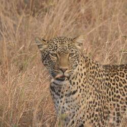 Unterscheidungshilfe zum Gepard (Gesichtszeichnung): keine ausgeprägten Linien entlang der Nase