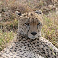 Unterscheidungshilfe zum Leopard (Gesichtszeichnung): lange schwarze Linien entlang der Nase