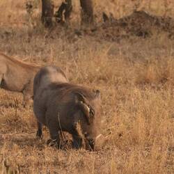 Hallo, wann haben Sie zum letzten Mal Ihre Ohren gewaschen?