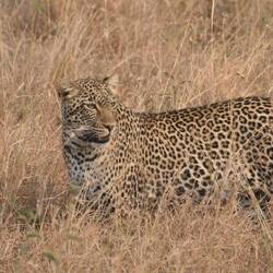 Unterscheidungshilfe zum Gepard (Fellzeichnung): schwarze, offene Kreise mit orangenem Zentrum