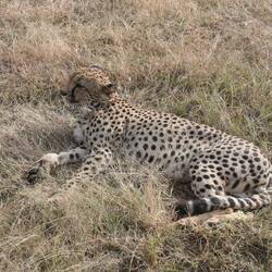 Unterscheidungshilfe zum Leopard (Fellzeichnung): einfache schwarze Kreise