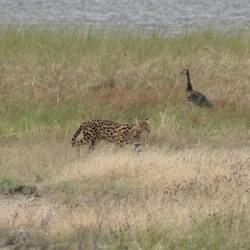 Servalkatze auf der Jagd