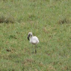 Grauer Flamingo = Baby-Flamingo