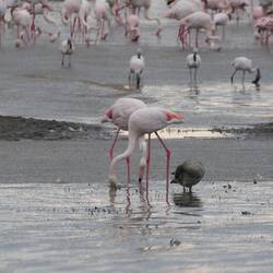 Flamingos