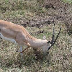 Ein männliches Impala frisst mit Stil