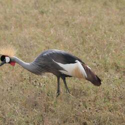 Der Südafrika-Kronenkranich schaut ertappt