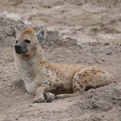 "Draw me like one of your french girls!"