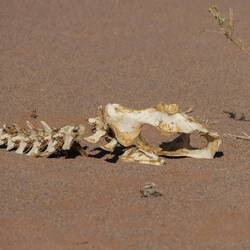 Welches Tier das wohl mal war?