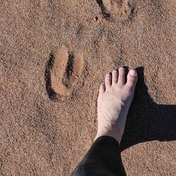 Auf Oryx-Verfolgung...