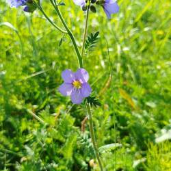 Jakobsleiter zu deutsch