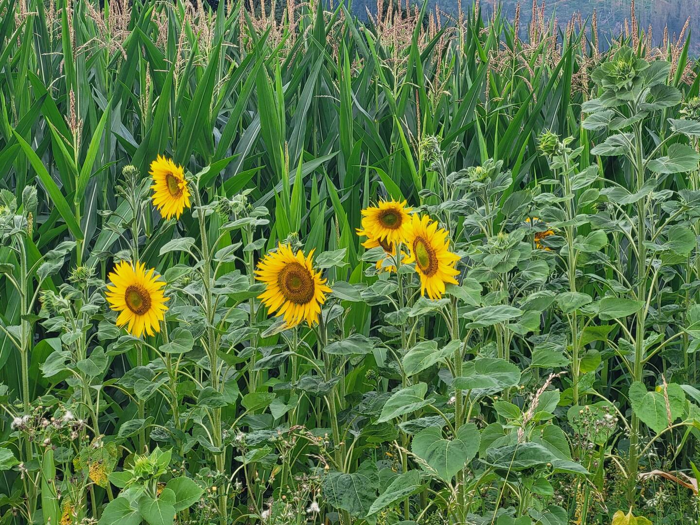 Sonnenblumen in Rudolphstein