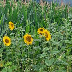 Sonnenblumen in Rudolphstein